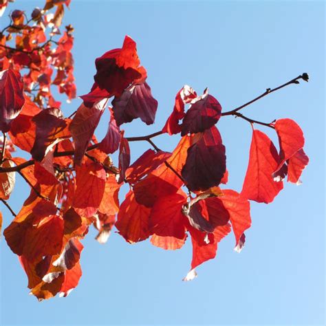 Persischer Eisenholzbaum Herbst Blatt Rot Fr Chte Braun Parrotia