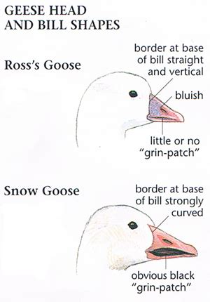 Ross's Goose / Snow Goose