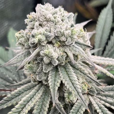 Gastro Pop feminized seeds - The Seed Connect