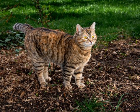 449 Tabby Cat Names BEST Choices For 2024 Blog Of Tom