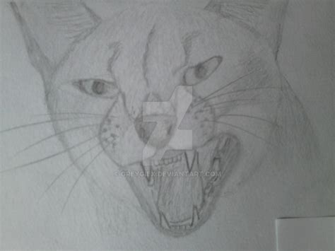 angry cat sketch by Greygiex on DeviantArt