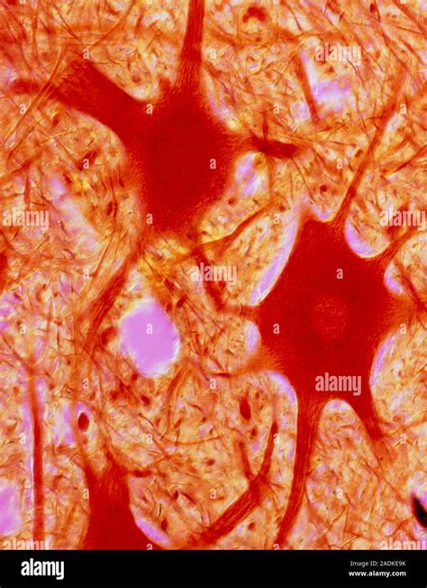 Las C Lulas Nerviosas Multipolares Micrograf A De Luz De Las C Lulas