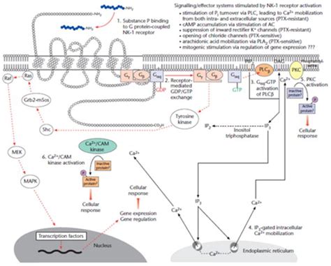 Neurokinin 1 Receptor Functional Significance In The Immune System In