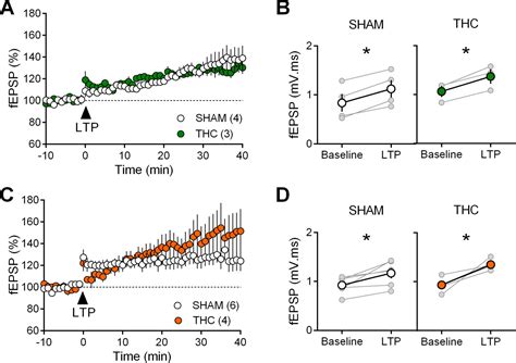 Figures And Data In Sex Dependent Effects Of In Utero Cannabinoid Exposure On Cortical Function