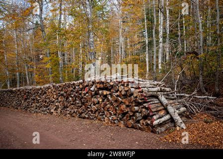 Pila de troncos de abeto Árboles aserrados del bosque Industria