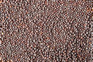 Горчица: полный путеводитель