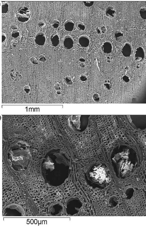 Scanning Electron Photomicrographs Of Cross Section Of Teak Samples