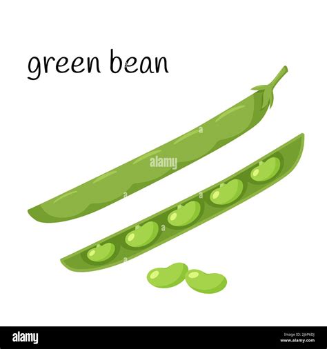 Green Bean Plant Clipart