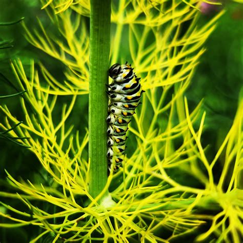 Swallow Tail Caterpillar In My Herb Garden R Insects