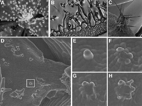 Try Cpc Double Mutant Phenotype A Rosette Leaf Of A Try Cpc Double