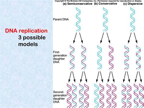 Dna Replication Model