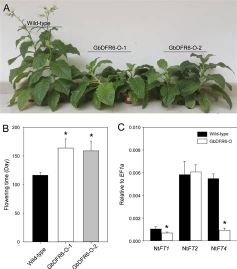 Frontiers Transgenic Tobacco Plant Overexpressing Ginkgo