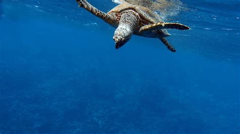 Tartaruga de pente espécie cr tartaruga de pente eretmochelys