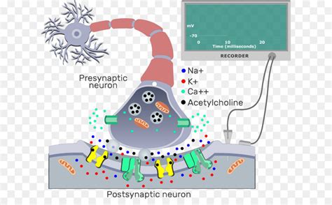 Synapse Animation