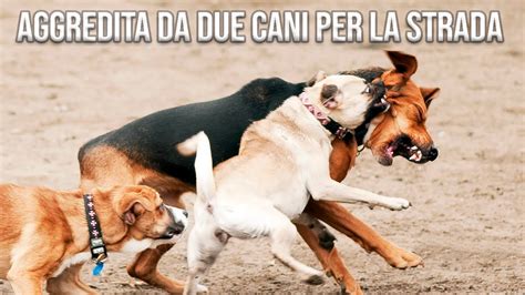 Aggressione Ai Danni Di Una Passante Da Parte Di Cue Cani Lasciati In