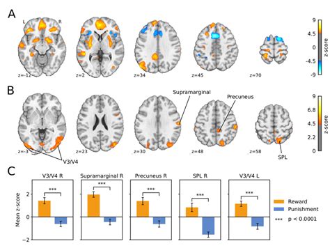 Fig. S4 Model-based fMRI results. (A) Brain regions processing ...