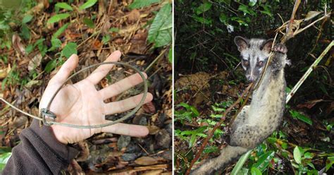 Wwf Spore Report 123 Million Snares In Southeast Asia Forests Could