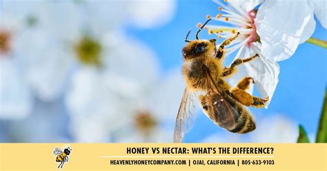 Honey Vs Nectar What S The Difference Heavenly Honey