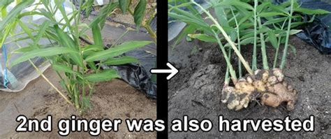 Growing ginger root (Harvest ginger root plant) – Grow ginger at home | Vegetable gardening for ...