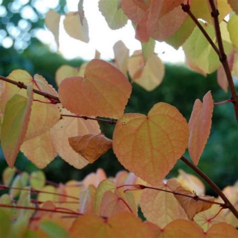 Cercidiphyllum Japonicum Katsura Tree Katsura Tree Plants Tree Care