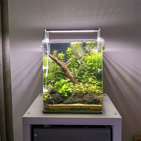 Nano Planted Aquarium Sauerstoffmangel Aquarium