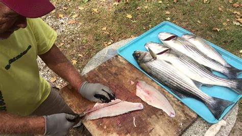 Striped Bass Fillet Recipe At Janet Dickens Blog