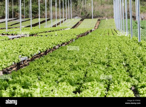 Cultivo Hidrop Nico De Lechuga Rizada En Una Granja Fotograf A De Stock