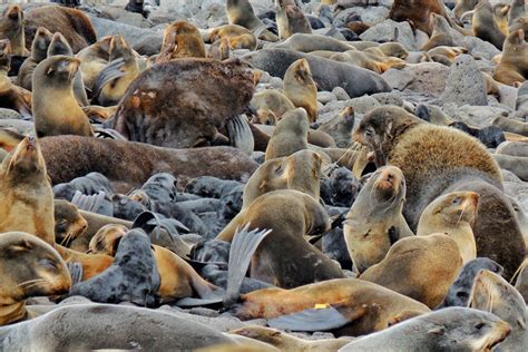 Understanding The Northern Fur Seal Relationship With Prey Post 2