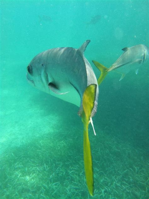 Snorkeling in Belize ! | Water fun, Fish pet, Underwater