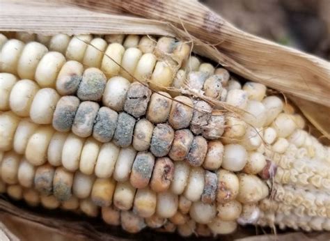 Corn Ear Rots: Managing Mold and Mycotoxins | NC State Extension ...