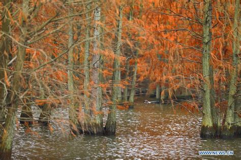 Scenery Of Cypress Trees At Chishan Lake National Wetland Park In China