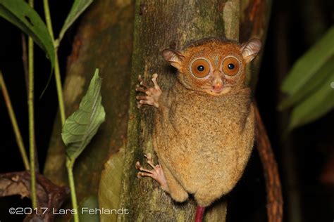 Lars Fehlandt • Wildlife Expeditions And Nature Photography