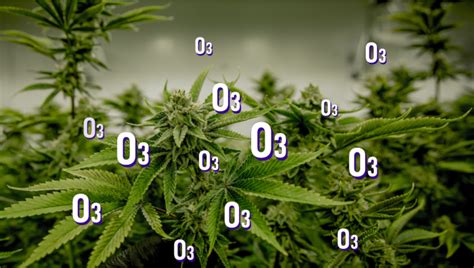 Ozone Generators For Indoor Cannabis Fast Buds