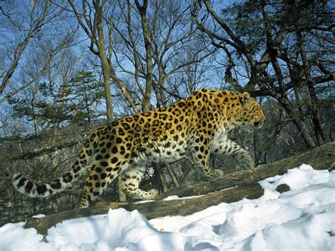 Amur Leopard | Species | WWF