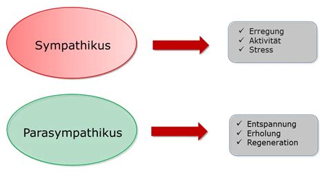 Sympathikus Vegetatives Nervensystem Wikiwand Der Sympathikus