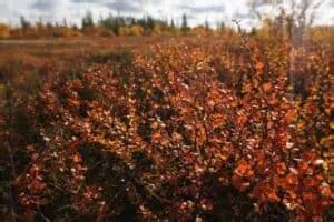 Adaptations of Tundra Plants: Thriving in the Arctic - Nature Roamer