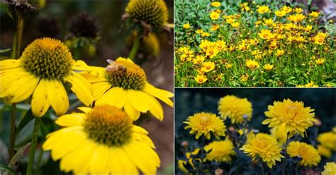 12 Yellow Perennial Flowers To Add Sunshine To Your Backyard