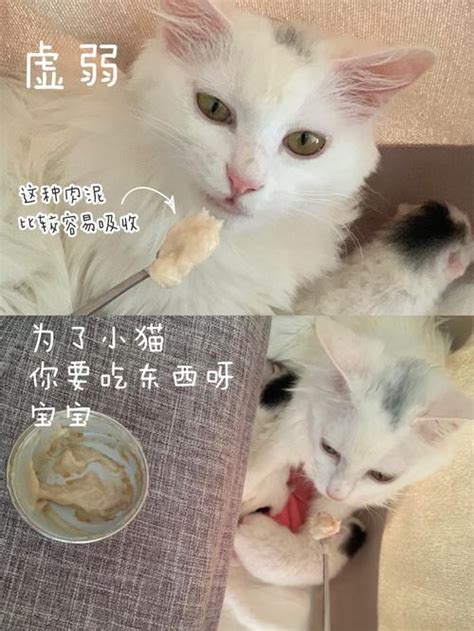 母猫生完小猫后注意事项，如何照顾产后猫妈和小奶猫？新进铲屎官必看！ 知乎