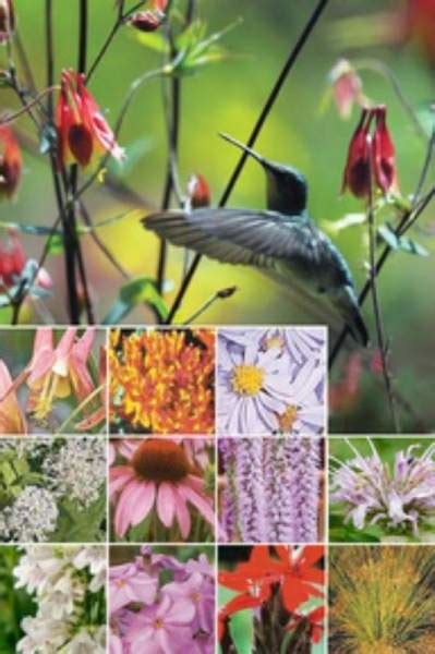 Hummingbird Identification Chart