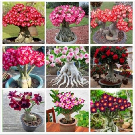 Jual Promo Paket Adenium Kamboja Jepang Bunga Tumpuk Rainbow