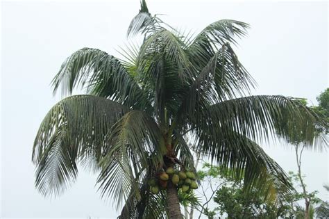 Um Coqueiro Na Selva Foto Premium