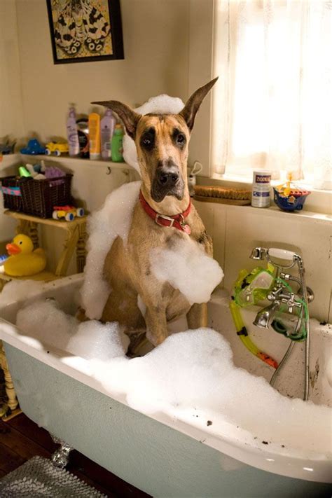 Discover The Weird Things We Do As Great Dane Parents Sonderlives