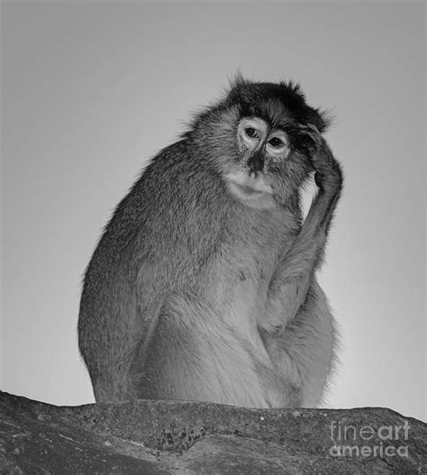 Monkey Thinking Photograph By Marv Vandehey