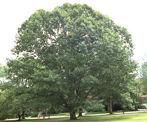 Quercus Rubra Red Oak