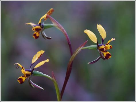 Leopard Orchid | UNEARTH