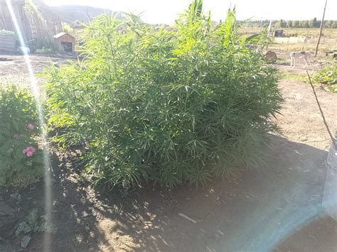 Polic A Secuestr Plantas De Marihuana Y Un Arma Tumbera En El Alto