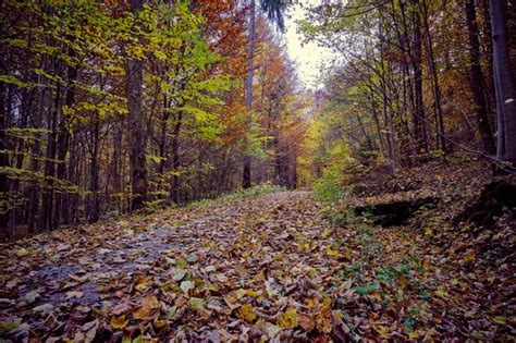 Paisaje De Bosque Oto Al Con Camino De Hojas De Oto O Luz C Lida