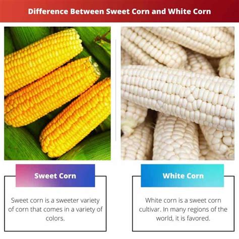 Sweet Corn Vs White Corn Difference And Comparison