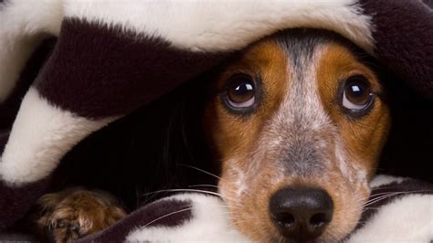 Los Perros Lloran Cuando Tienen Miedo