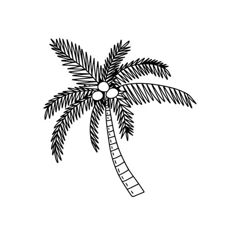 Palm Tree With Coconut Doodle Illustration Vector Hand Drawn Coconut